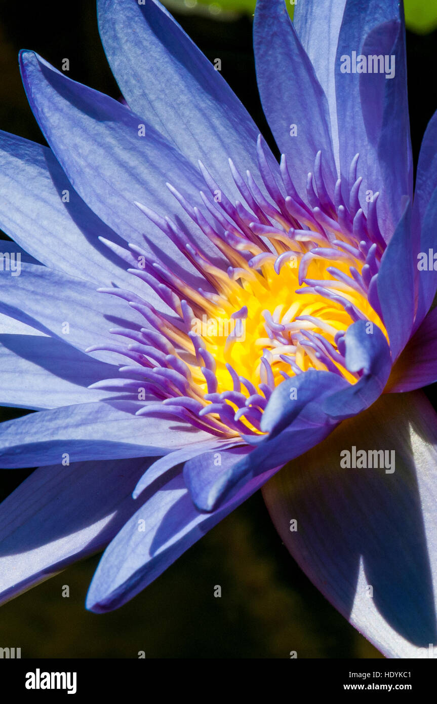 Water lily (Nymphaeaceae) in Na `Aina Kai Botanical Gardens & Sculpture